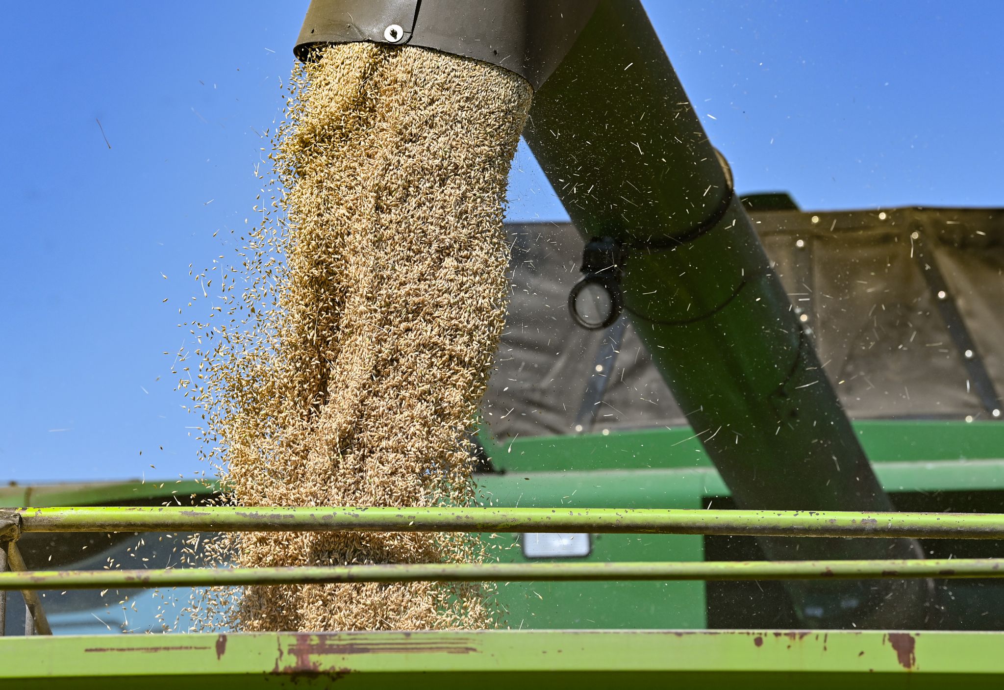 « Grain From Ukraine » exporte 195 000 tonnes de blé en Afrique