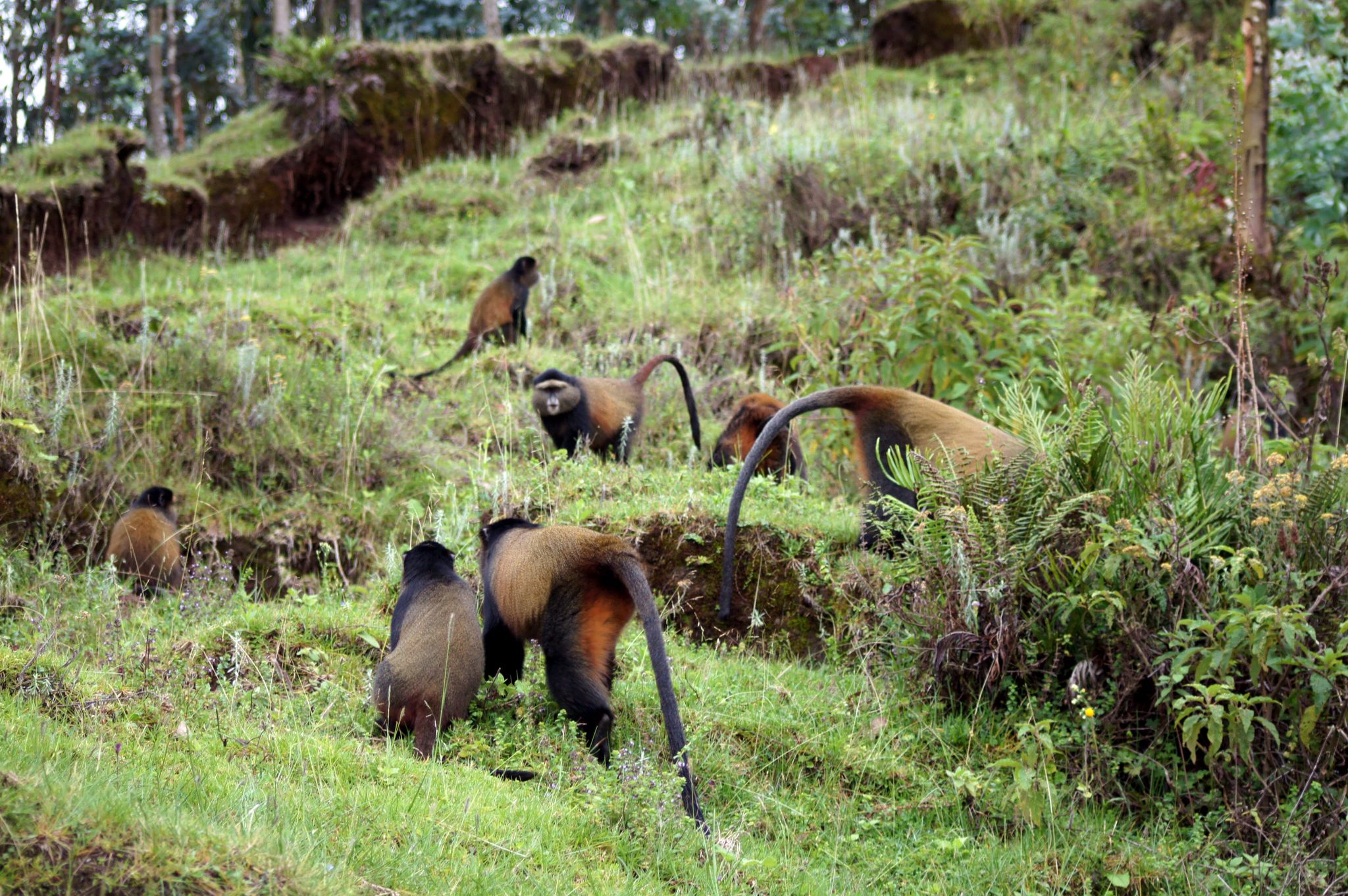 Protection de la biodiversité : La SADC dotée d'une stratégie déc