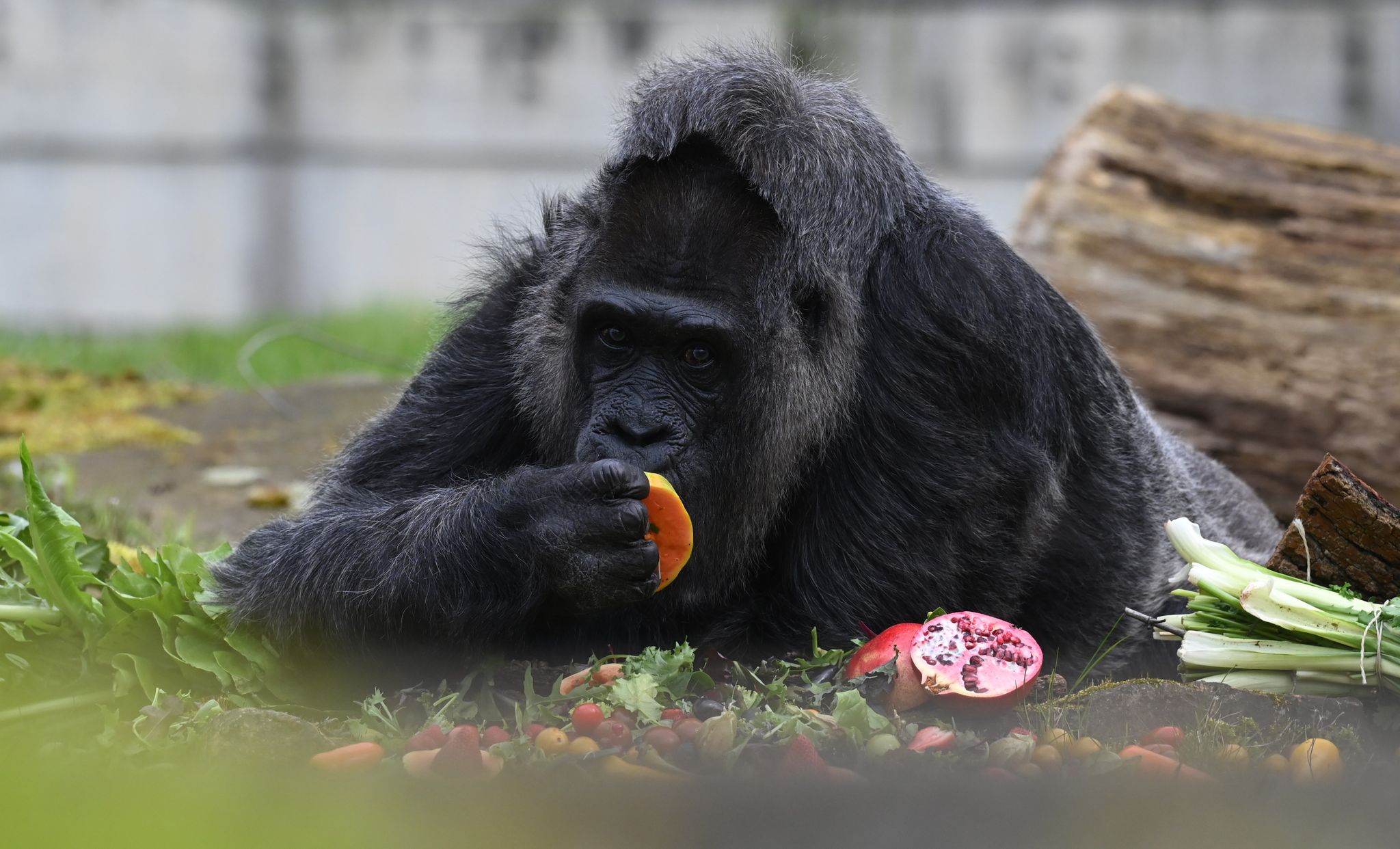 L'exploitation de minerais en Afrique menace les grands singes