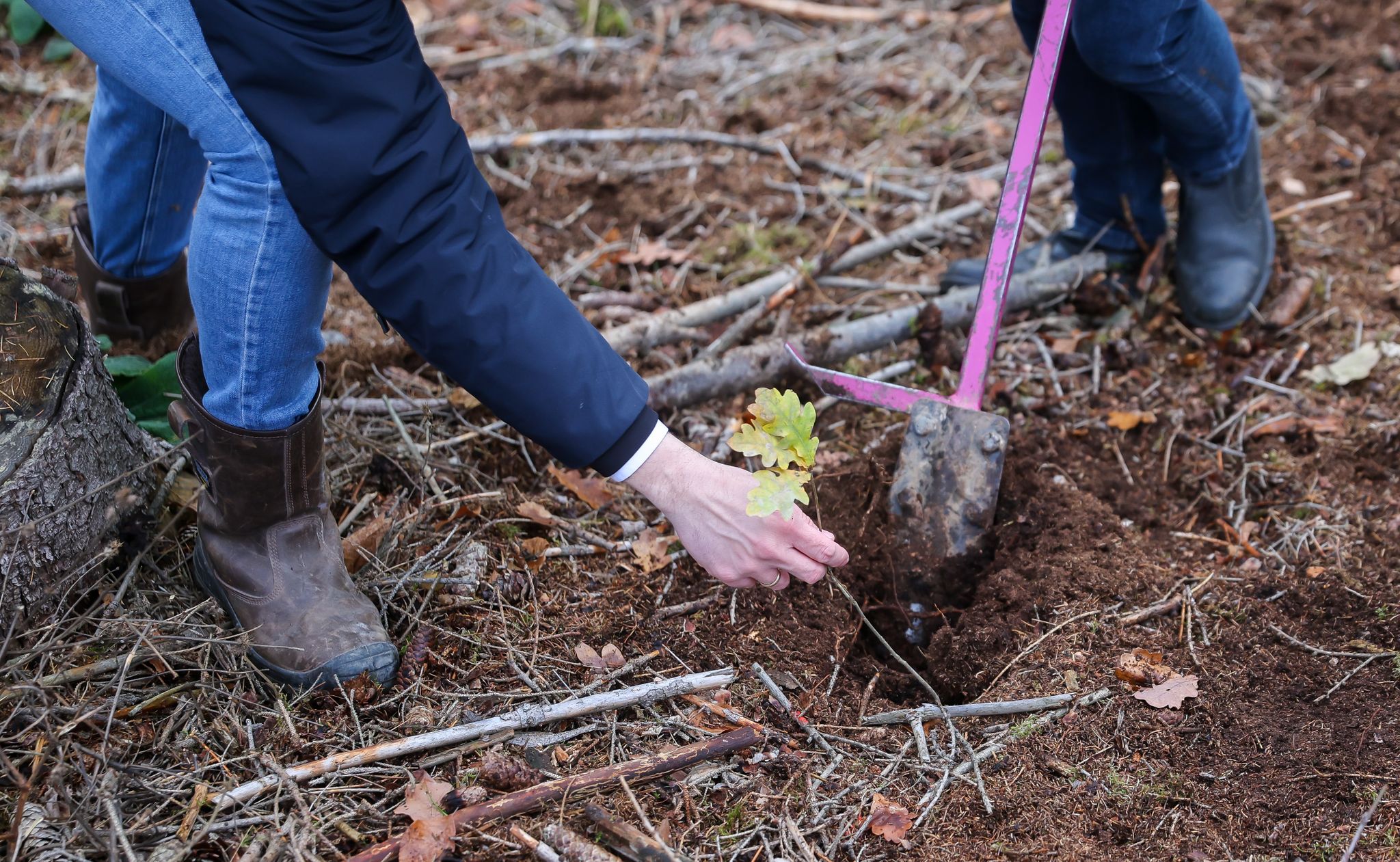 Algérie : Projet pilote de plantation de 10 millions d'arbustes